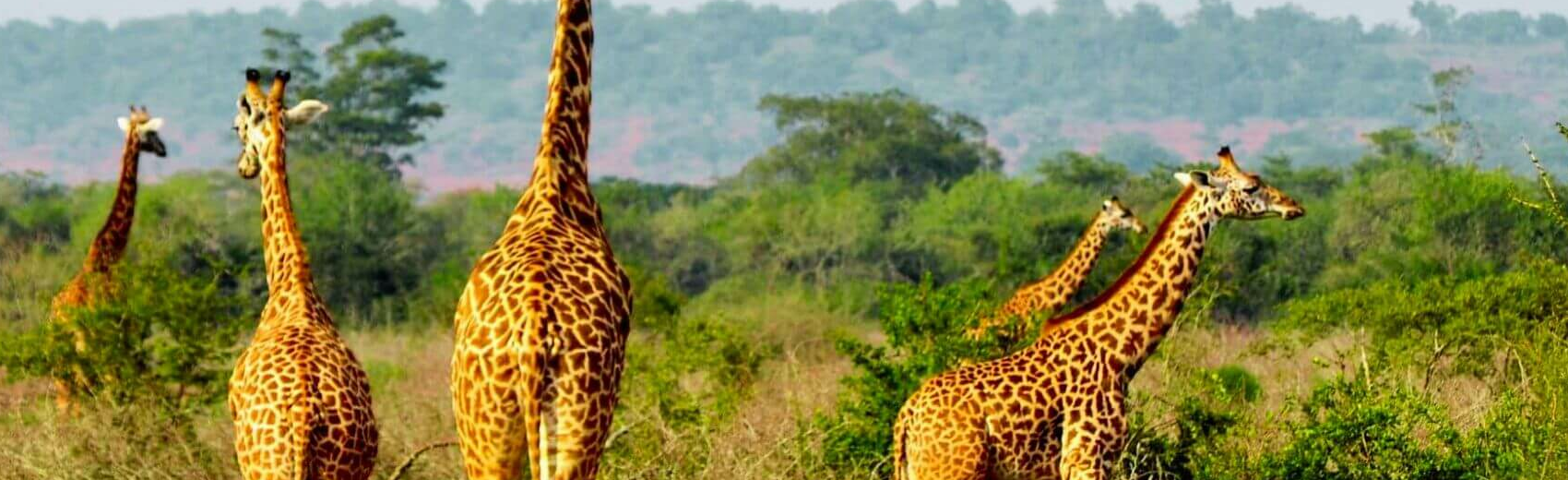 Akagera Nationalpark