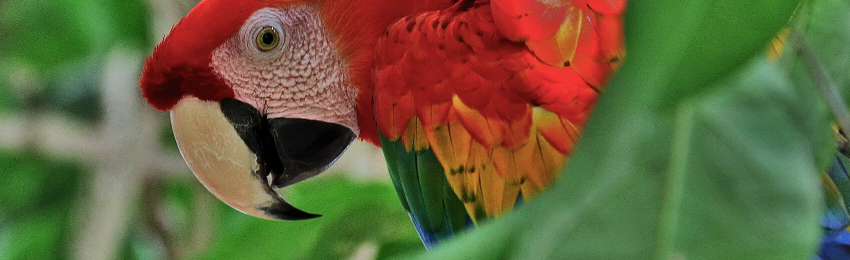 Amazonas