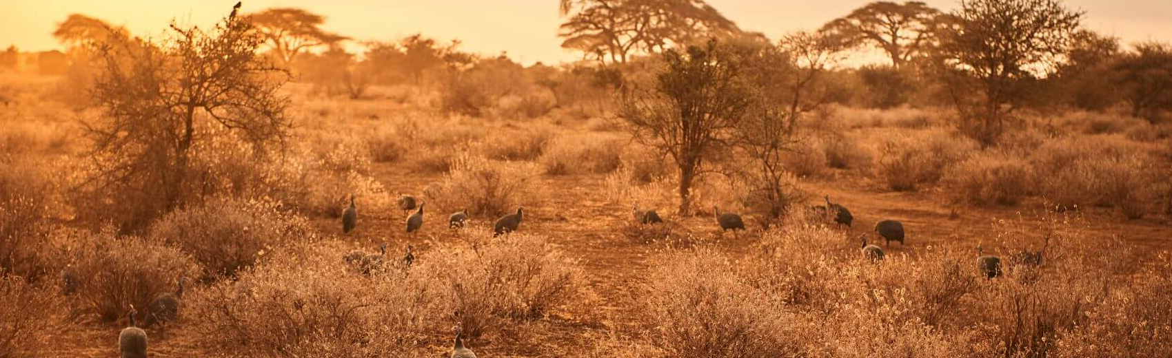 Amboseli Nationalpark