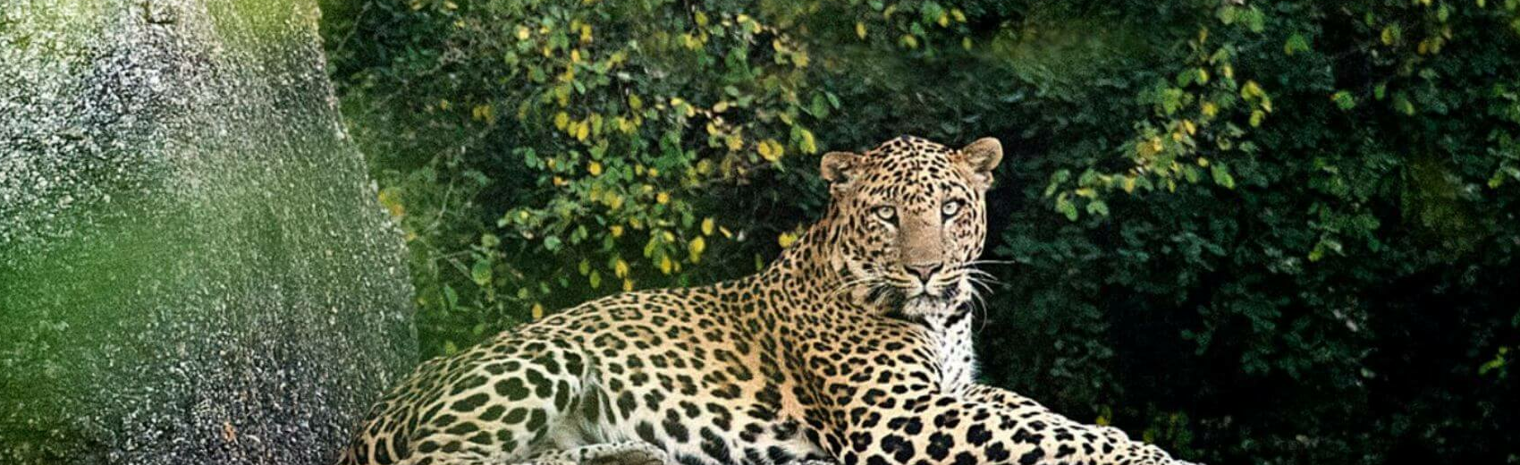 Indien Leopard-Safari