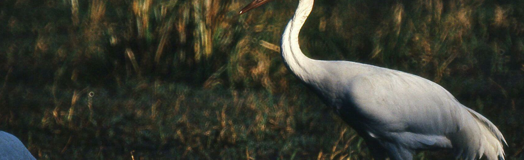 Bharatpur Bird Sanctuary