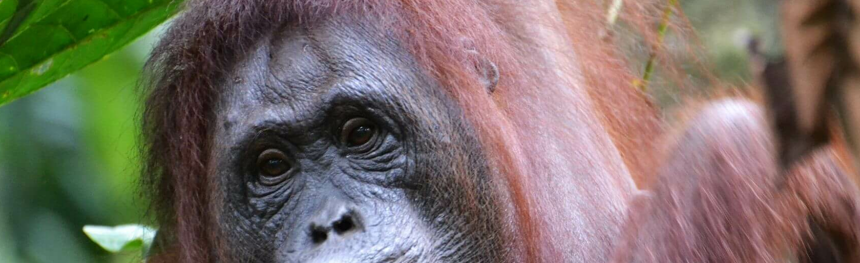 Borneo Orang-Utan-Safari