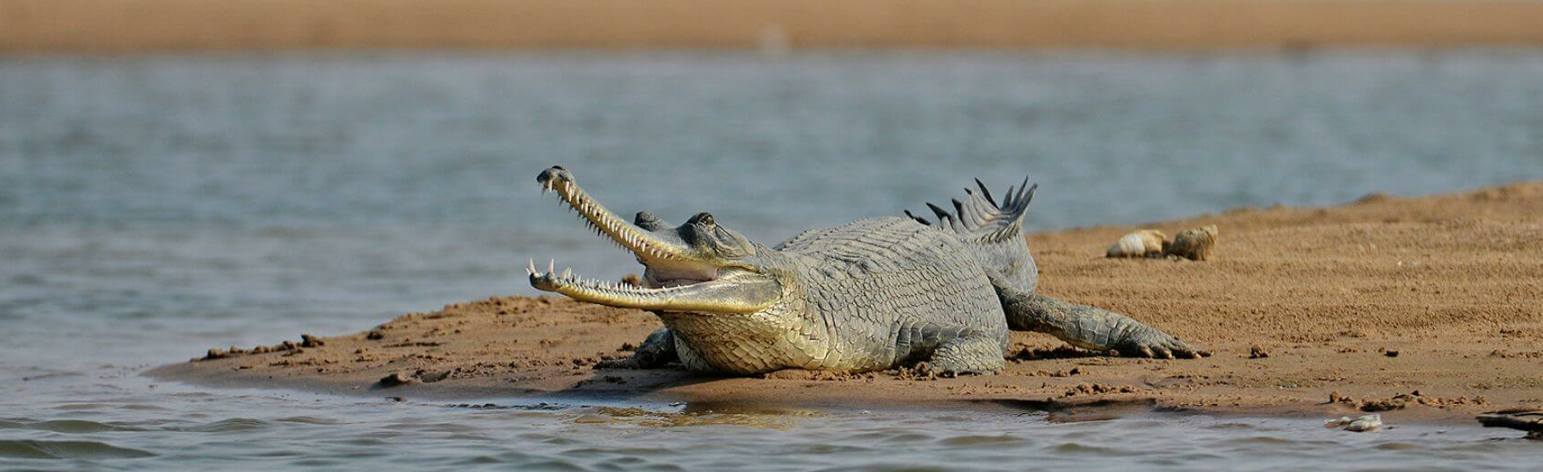 Chambal Wildlife Reserve