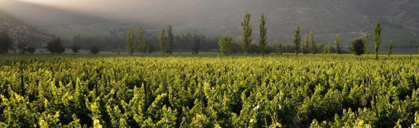 Chile Weinregion
