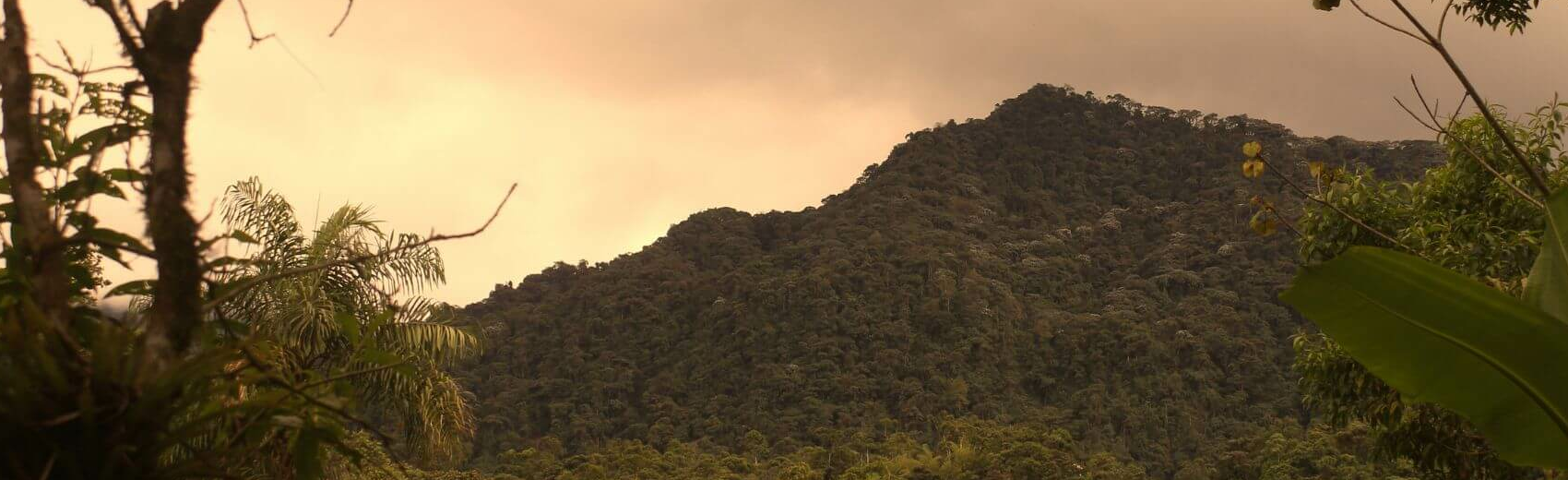 Ecuador Nebelwald