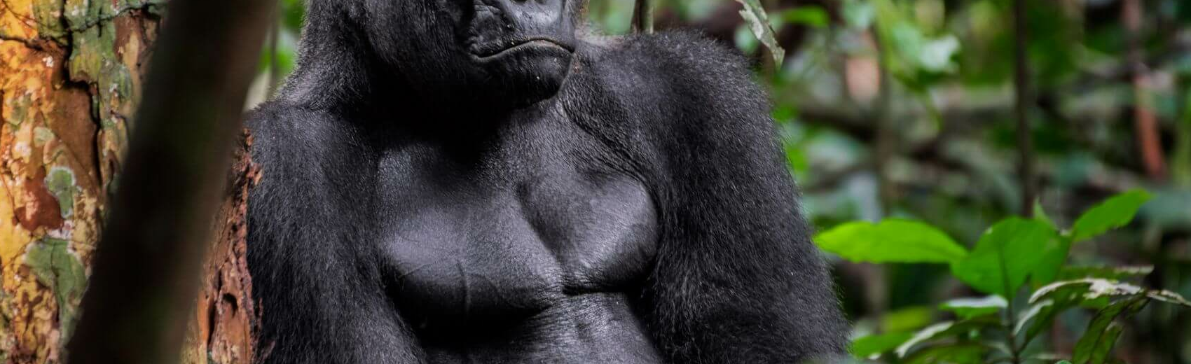 Gabun Loango Safari mit Sao Tome und Principe