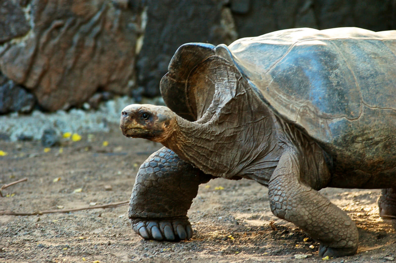 Galapagos Inseln Urlaub