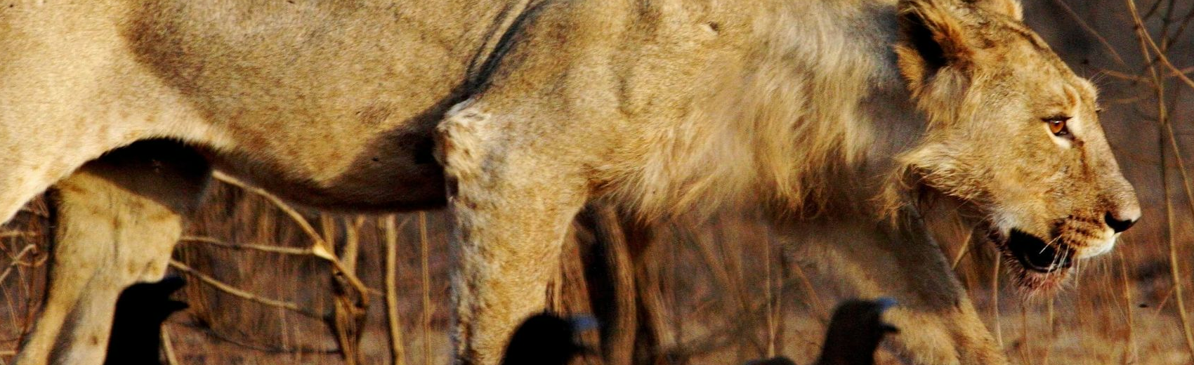 Gir Nationalpark