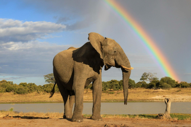 Hwange Nationalpark