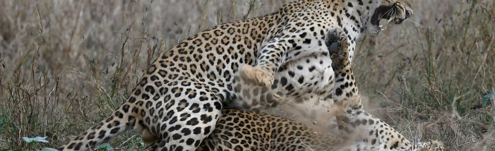 Jhalana Leopard Reserve