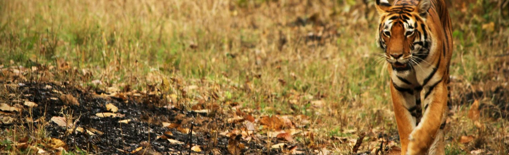 Kanha Nationalpark