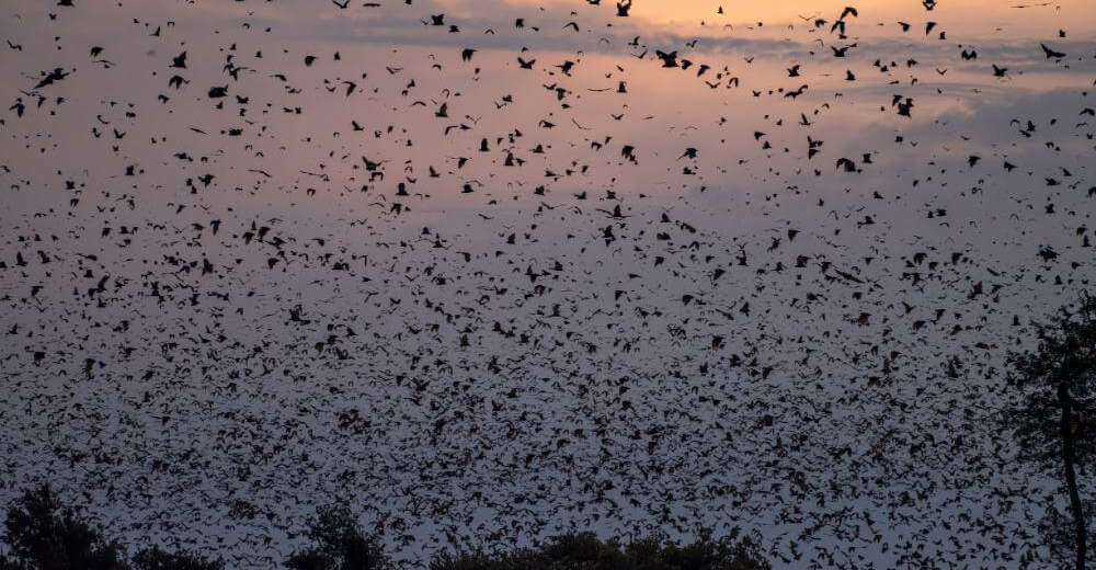 Kasanka Nationalpark