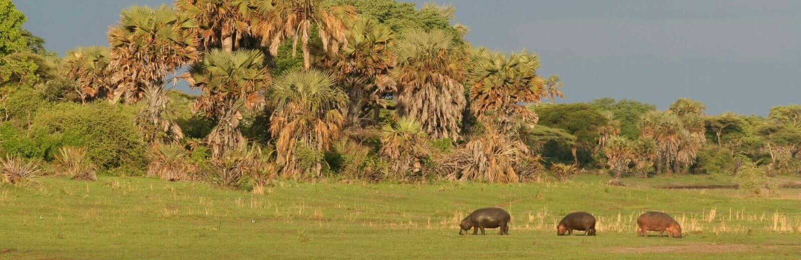 Katavi-Nationalpark