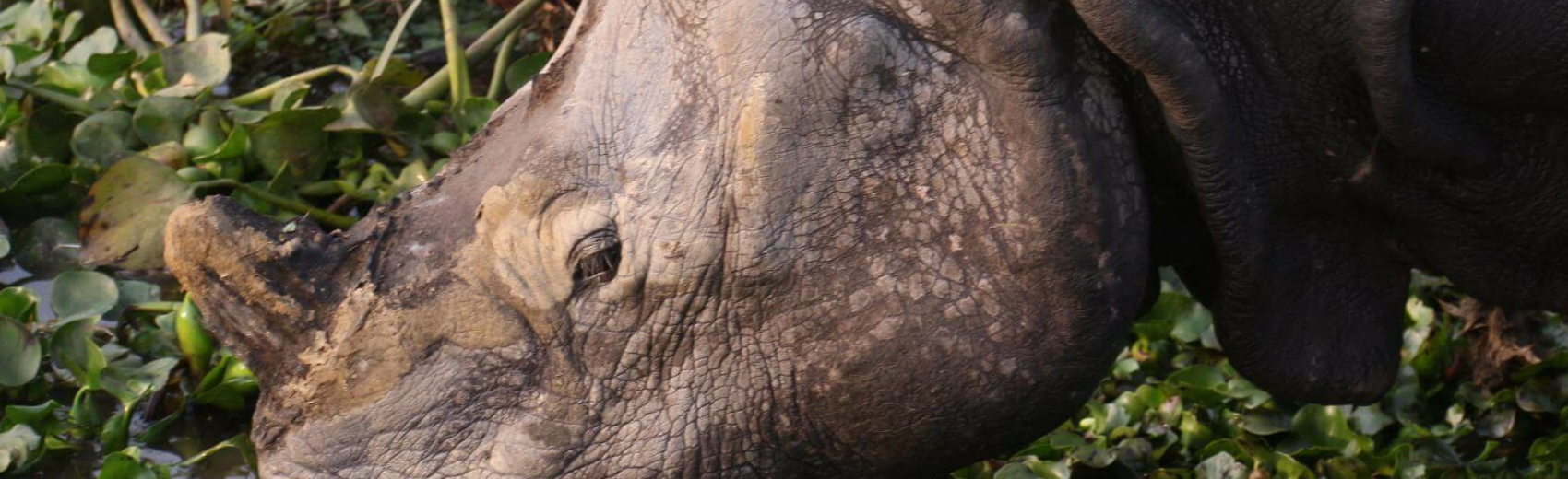 Kaziranga National Park