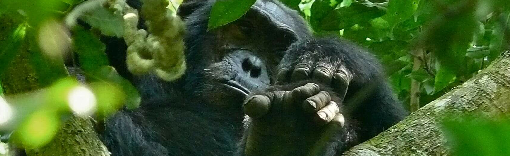 Primate Lodge