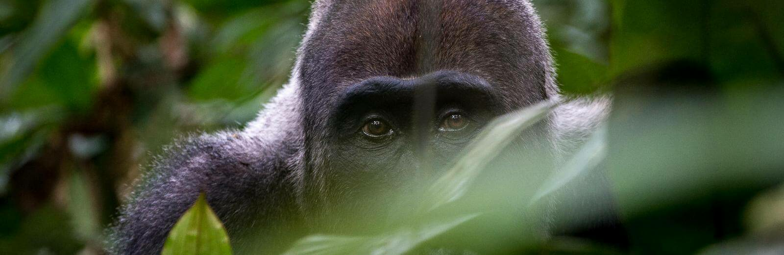 Kongo