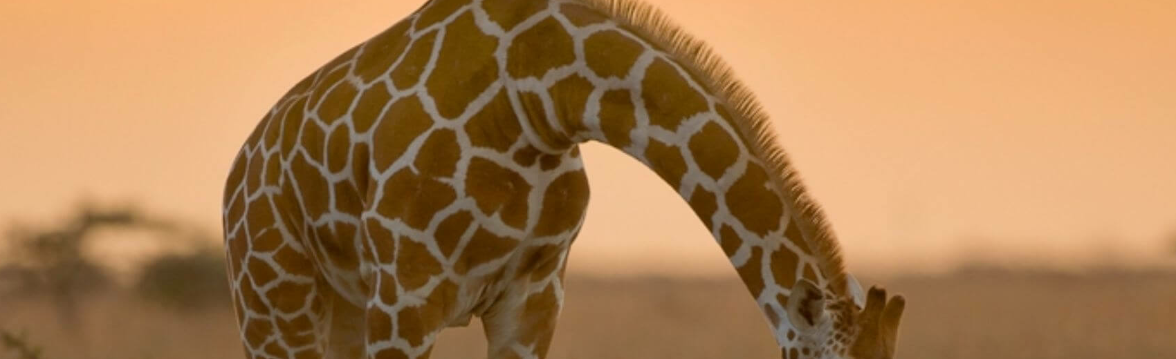 Laikipia