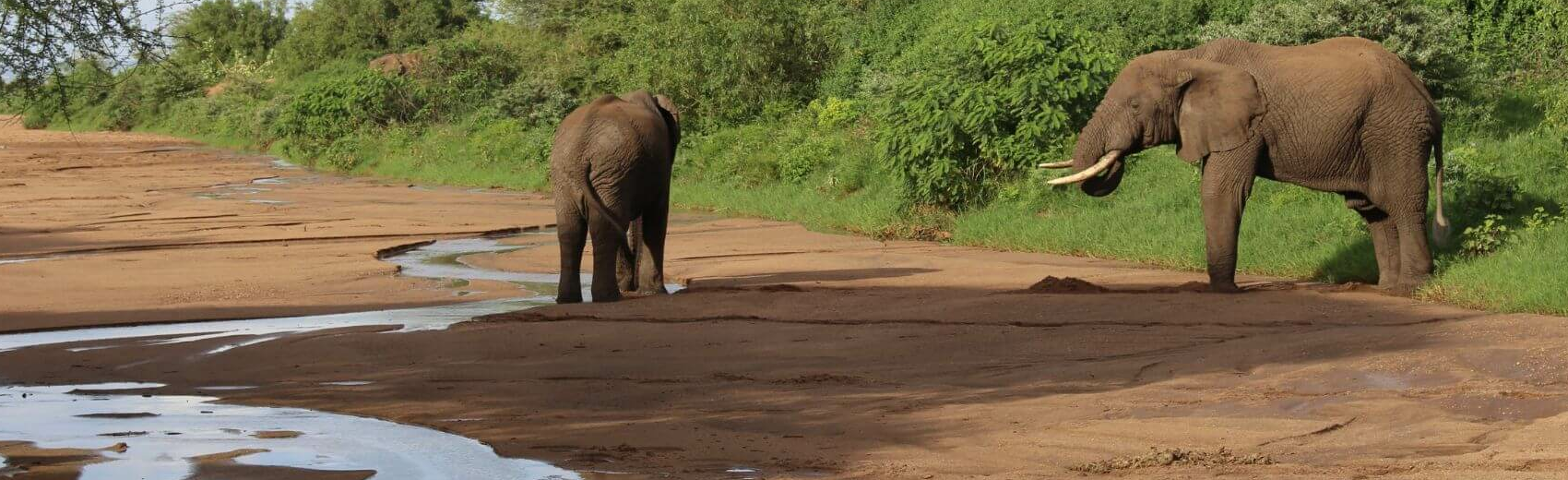 Tansania Safari zur Beobachtung der Gnukalbung in dere Serengeti