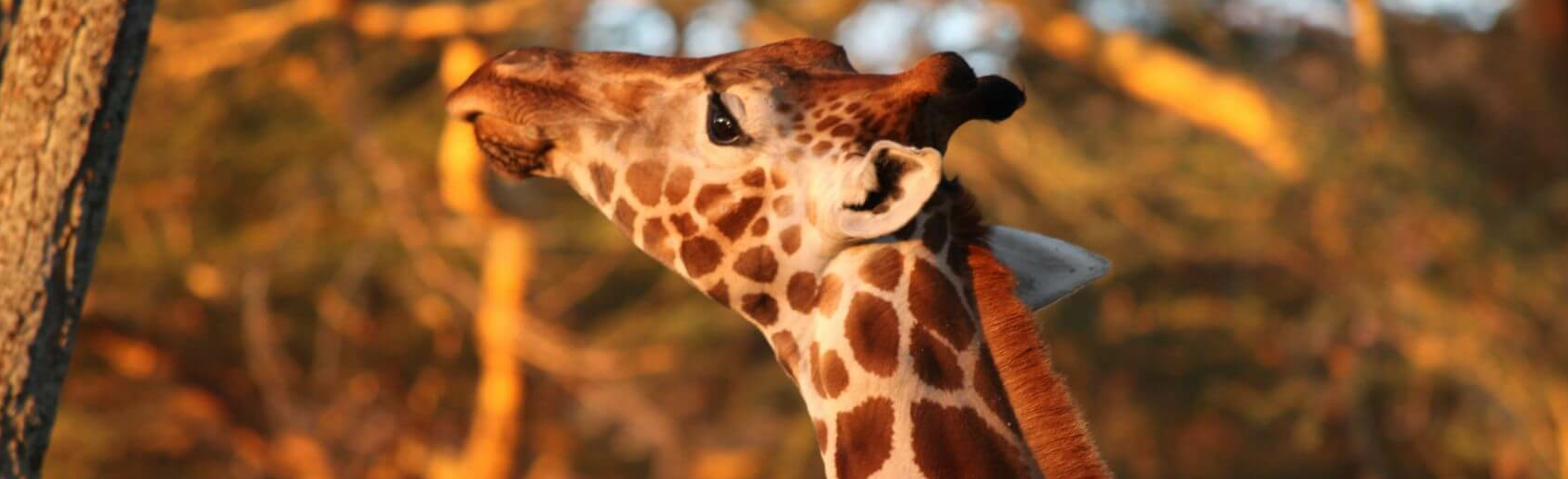 Kenia Migration-Safari