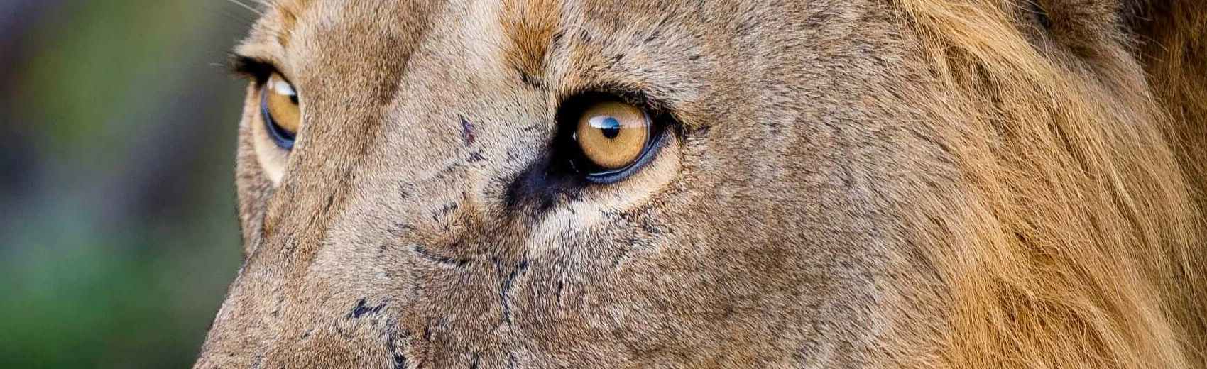 Best of Botswana
