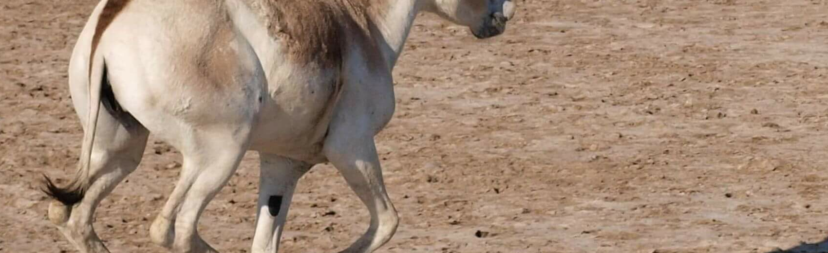 Little Rann of Kutch