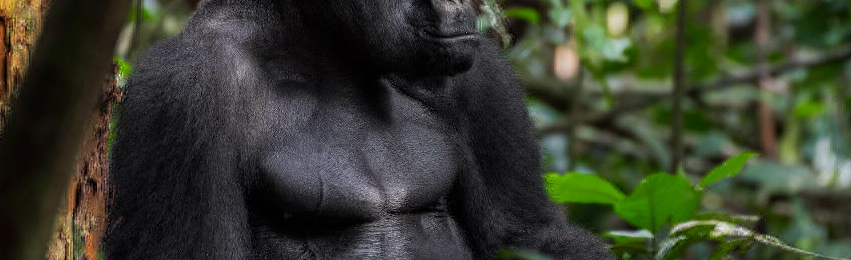 Loango Nationalpark