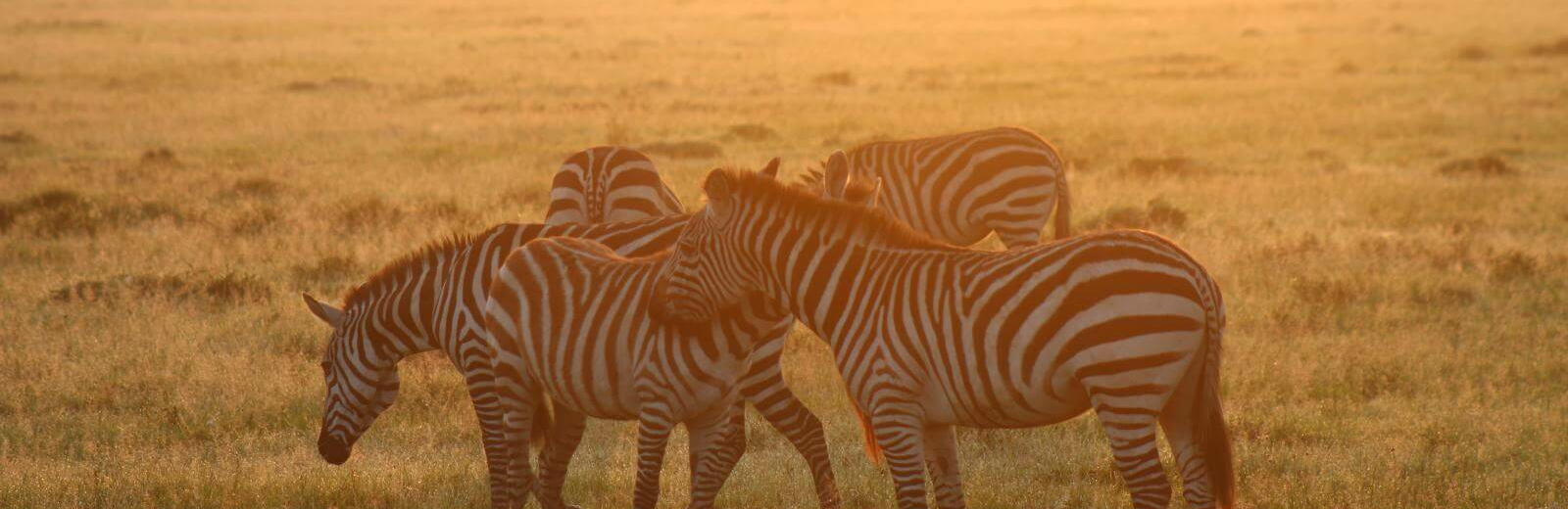 Masai Mara