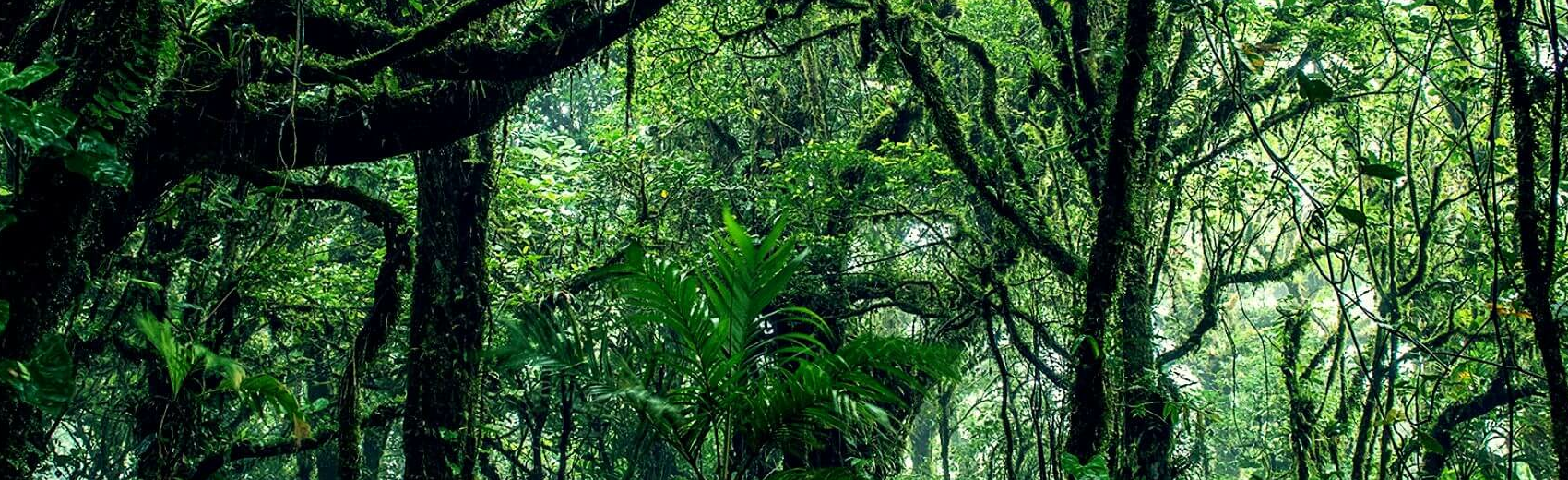 Costa Rica Tierbeobachtungsreise: die reiche Küste