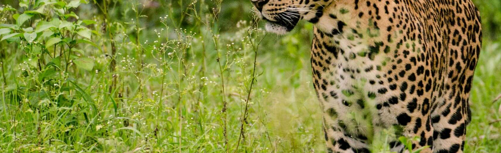 Nagarhole-National Park