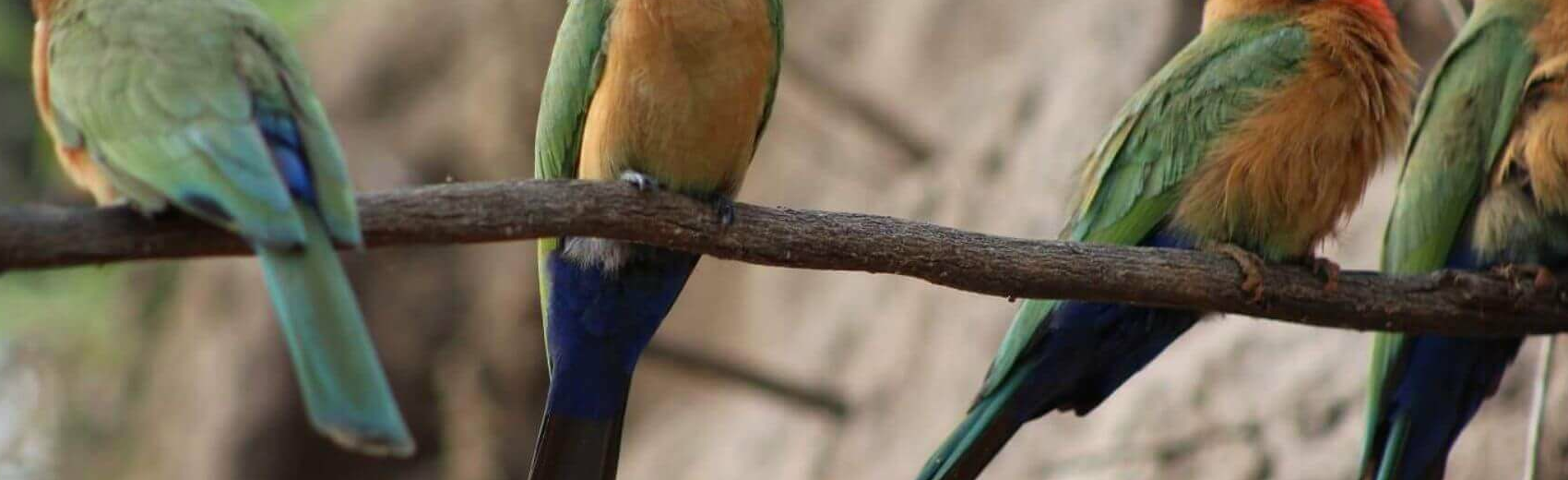 Nyerere (Selous)