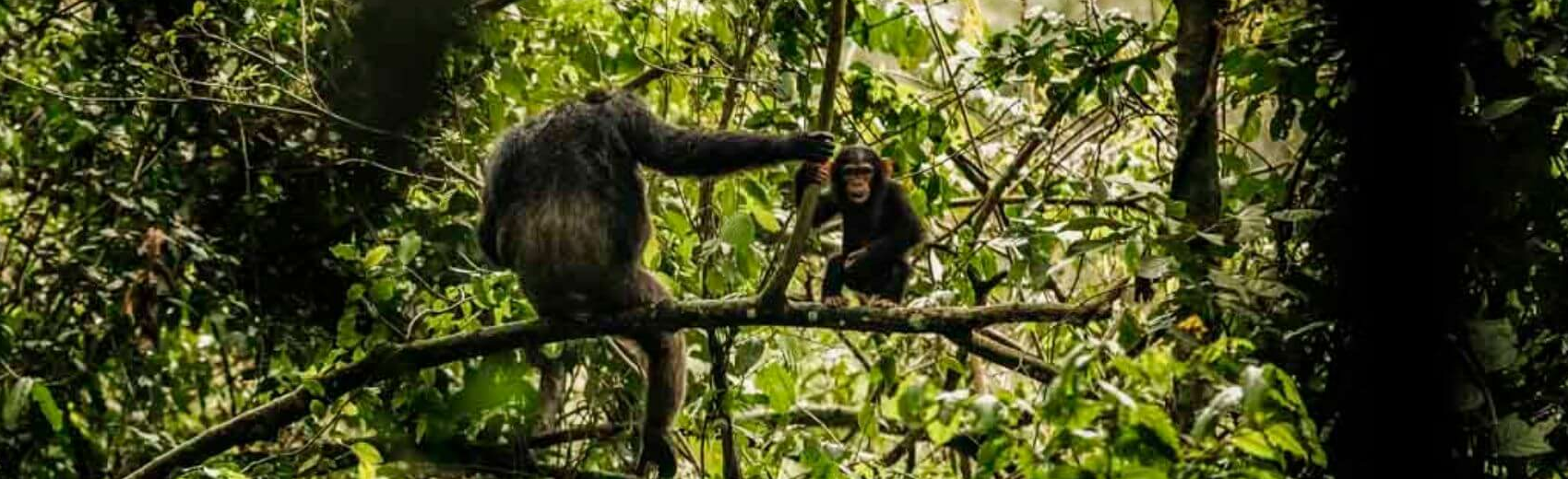 Nyungwe Forest