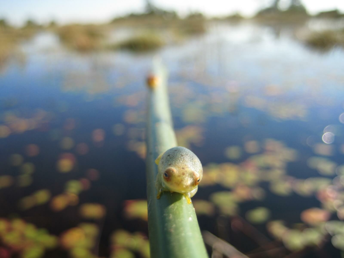 Okavango Delta