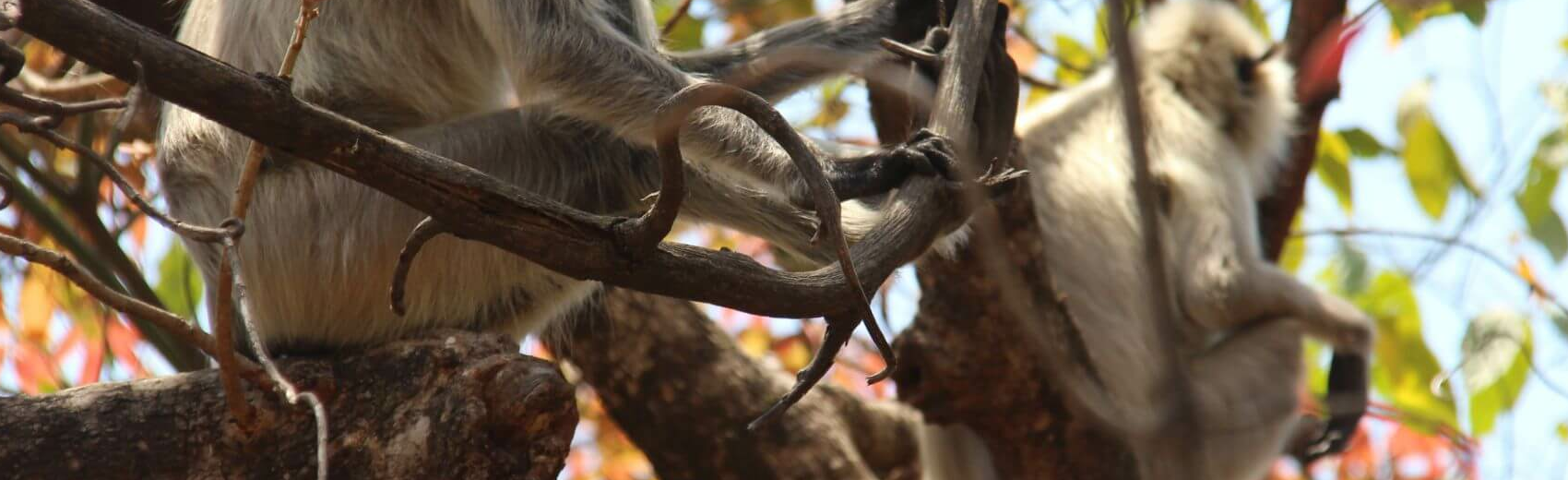 Pench Nationalpark