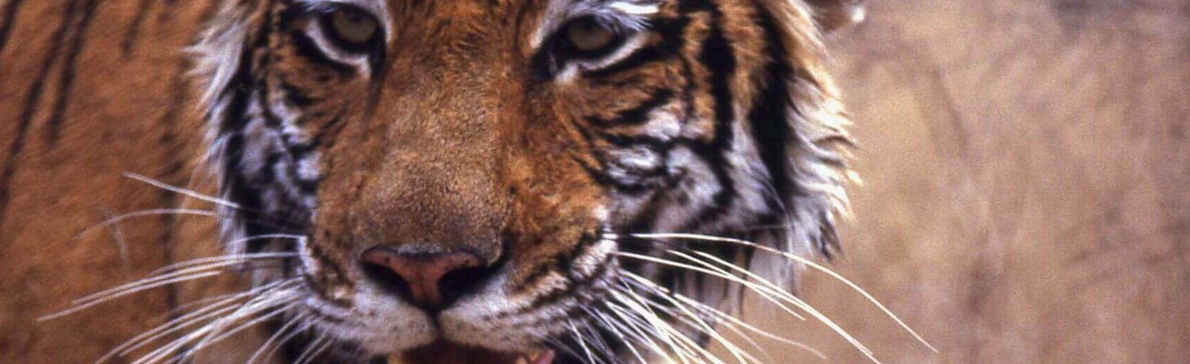 Ranthambore Nationalpark