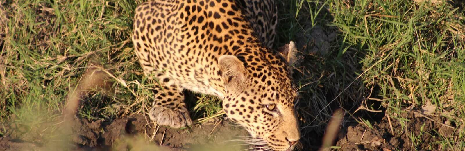 Ruaha-Nationalpark