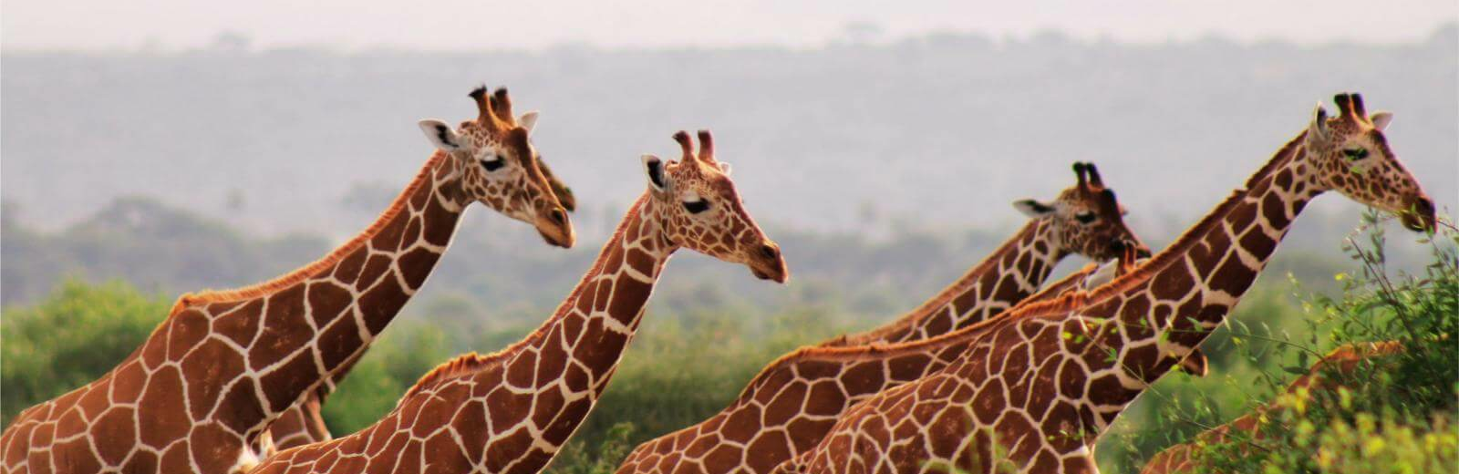 Samburu Nationalpark