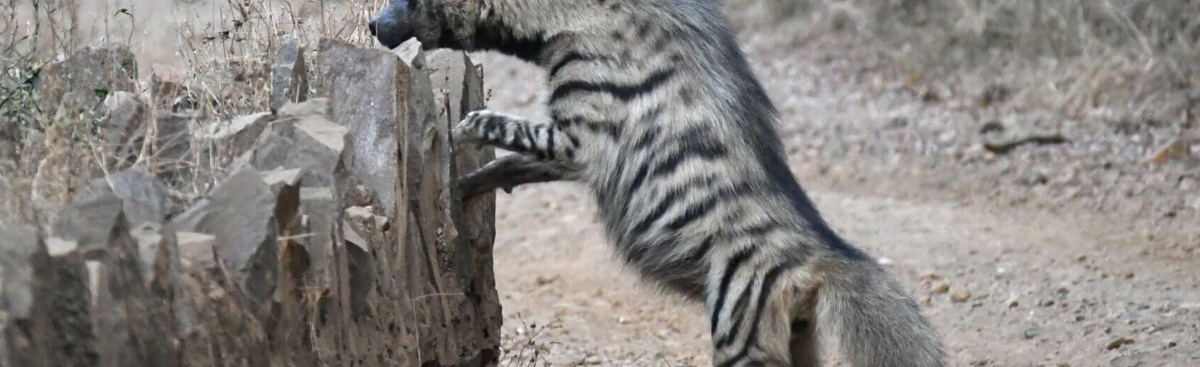 Sariska-Nationalpark