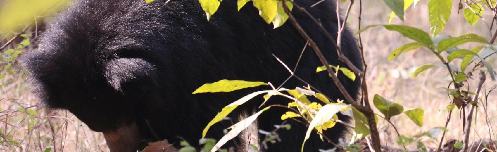 Satpura-National Park