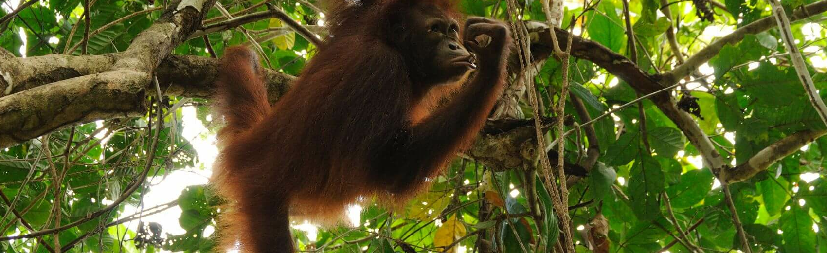 Borneo Komplett plus Badeverlängerung