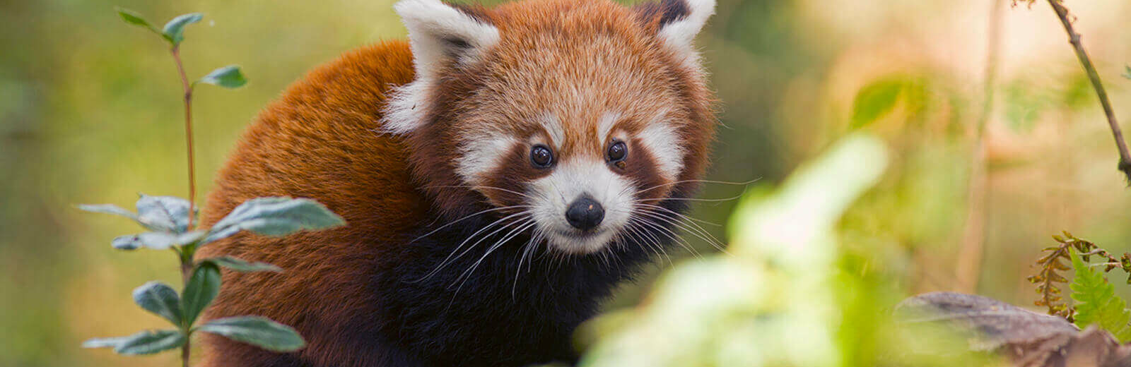 Indien rote Panda-Safari