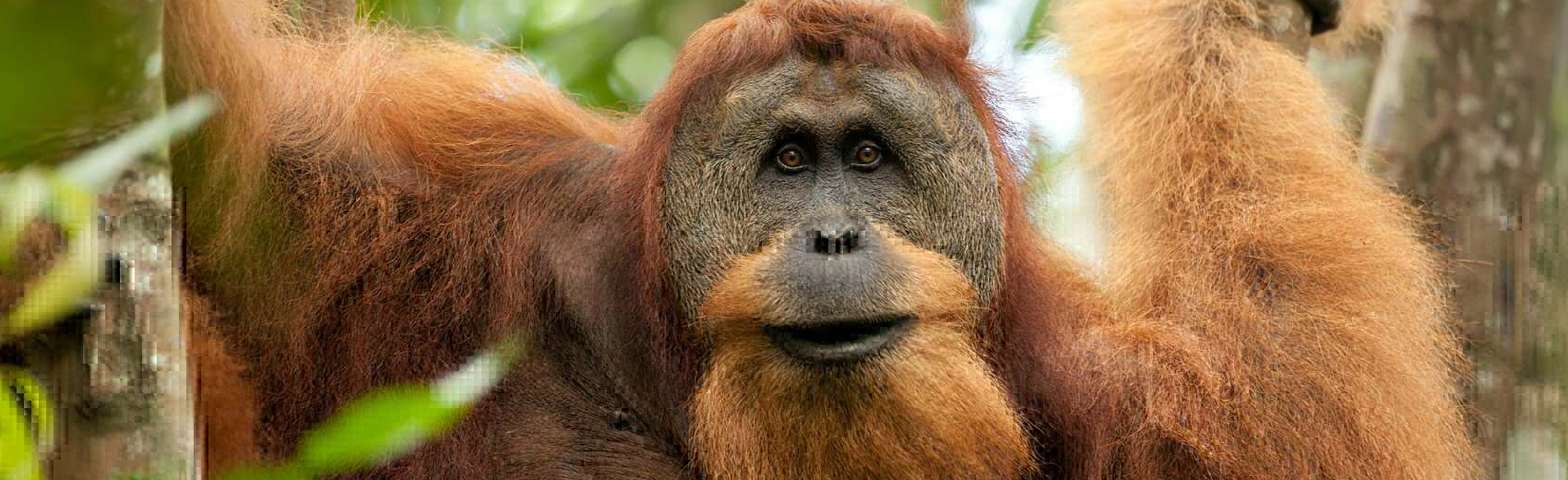 Sumatra