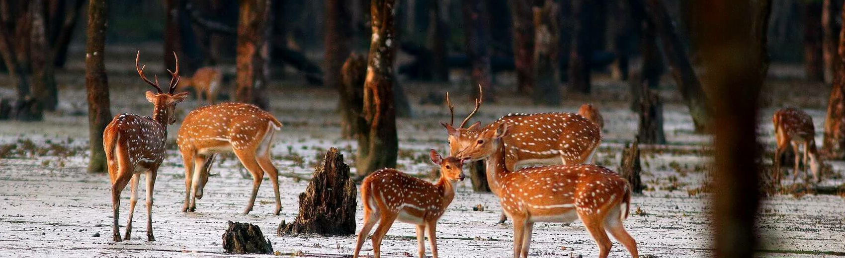 Wild India