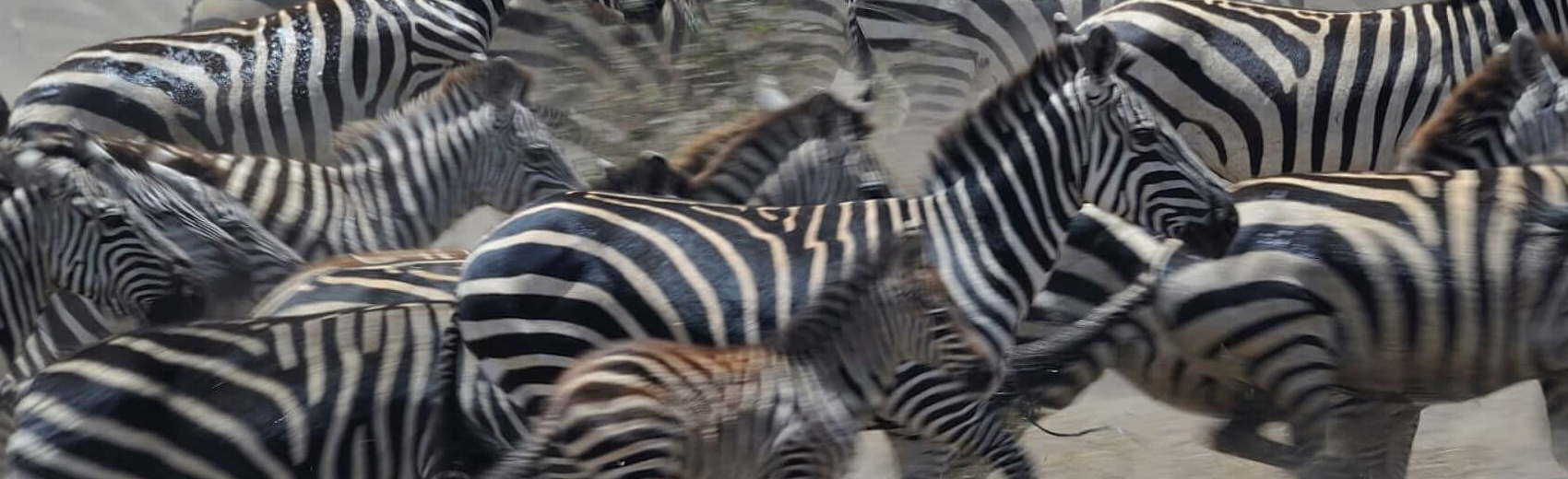 Tansania Serengeti Intensivsafari: die große Migration