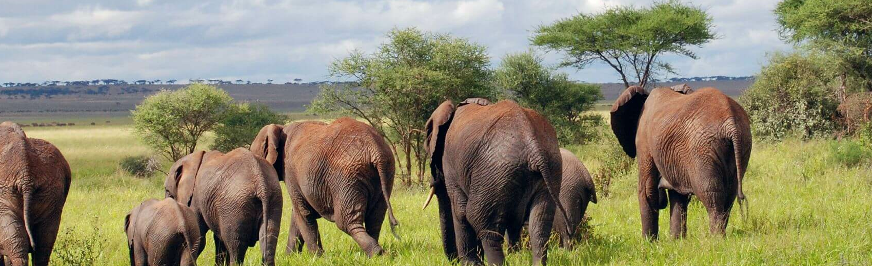 Tansanias zwei schönste Perlen: Serengeti und Ruaha