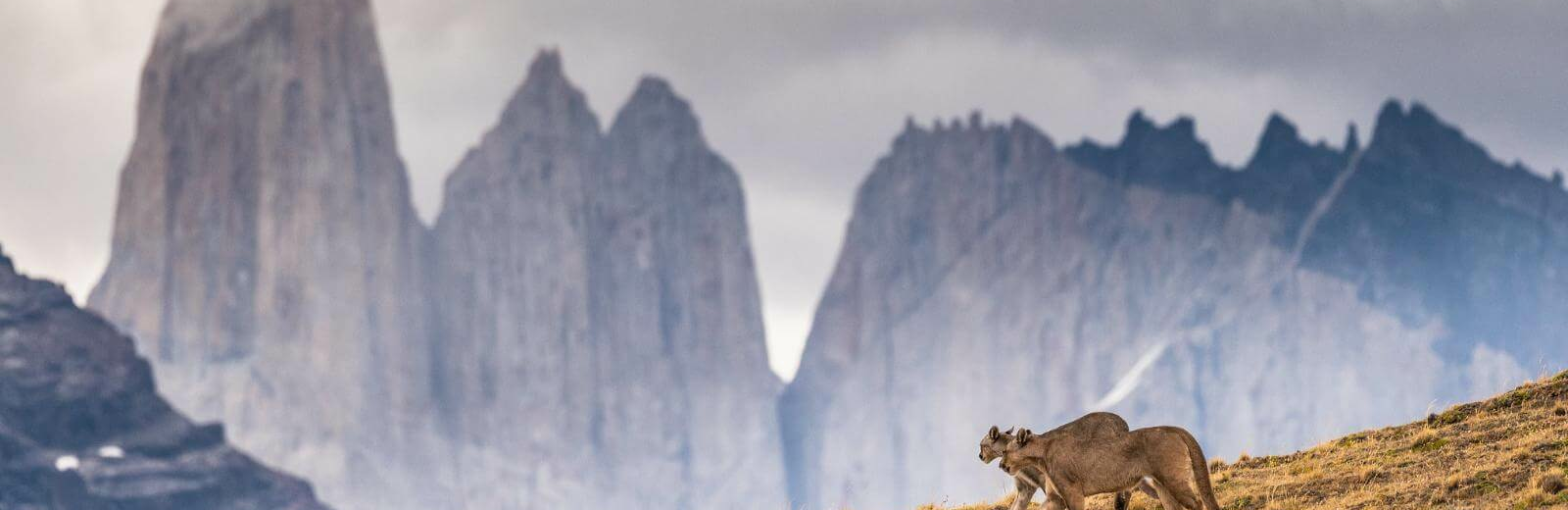 Torres del Paine