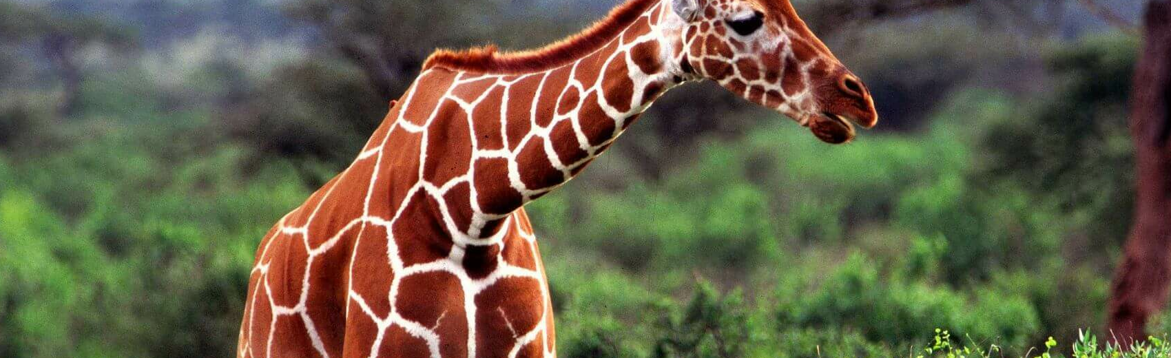 Tsavo West