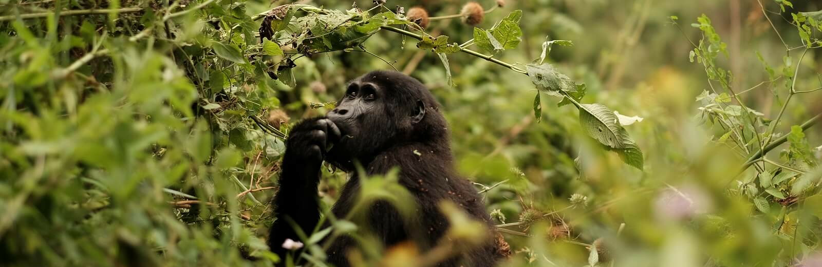 Uganda