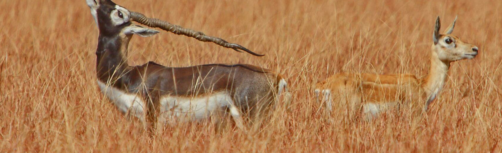 Velavadar-Nationalpark
