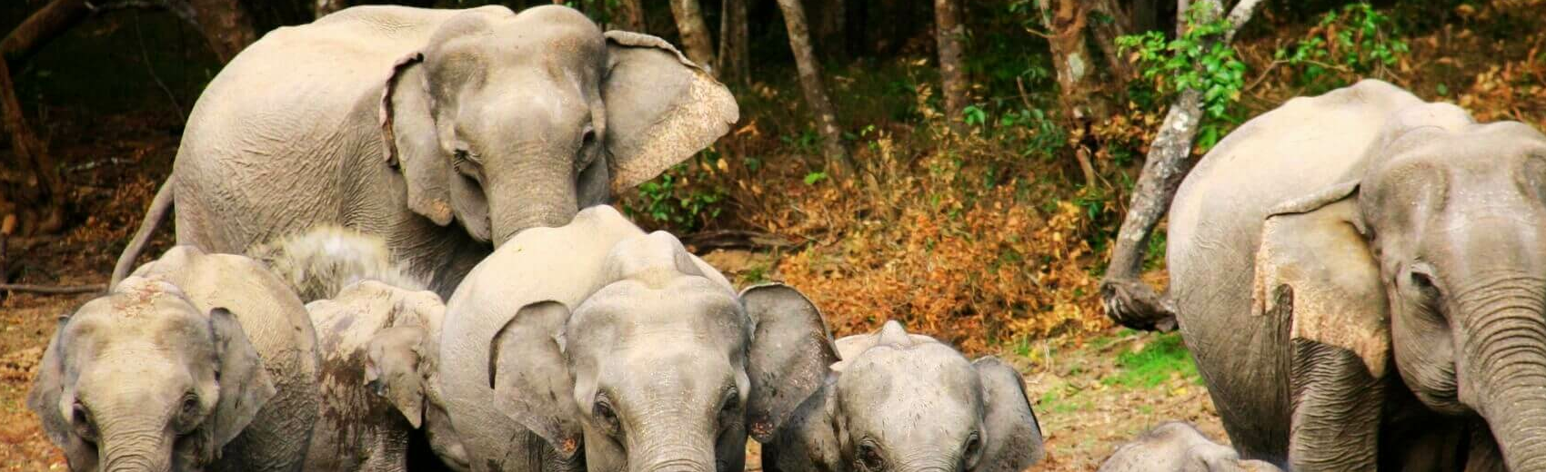 Wilpattu Nationalpark