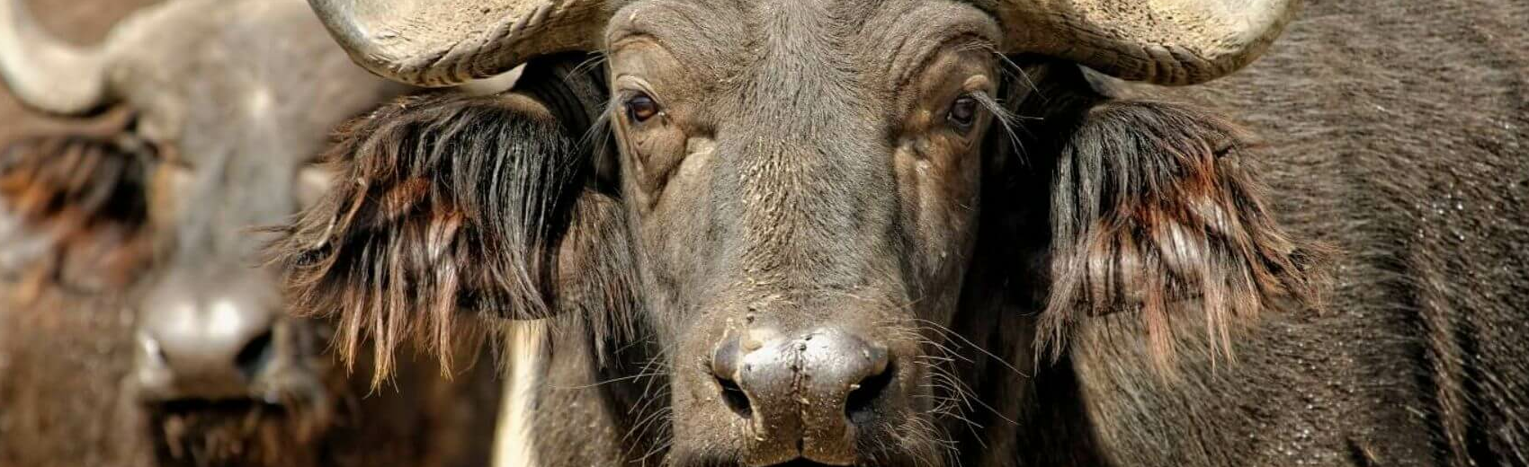 Queen Elisabeth Nationalpark